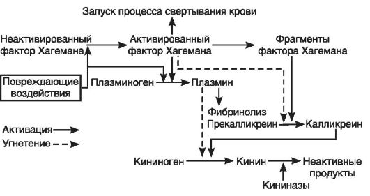 Активация протеолитических систем плазмы крови - student2.ru