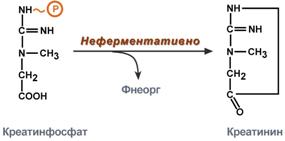 Аминотрансферазы имеют клиническое значение - student2.ru
