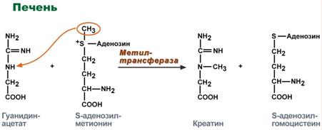 Аминотрансферазы имеют клиническое значение - student2.ru