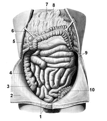 Анатомическое строение. В duodenum выделяют четыре части: - student2.ru