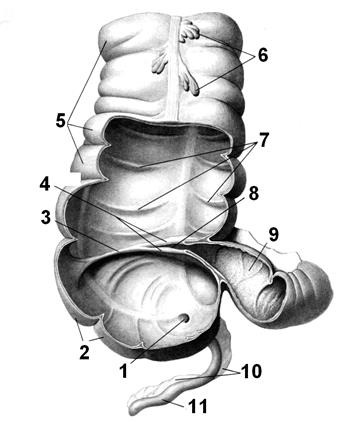 Анатомическое строение. В duodenum выделяют четыре части: - student2.ru