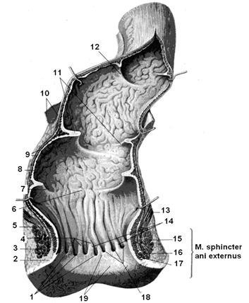 Анатомическое строение. В duodenum выделяют четыре части: - student2.ru