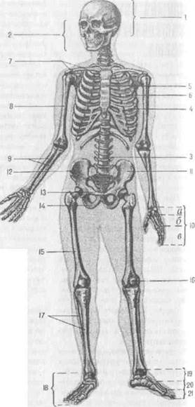 Анатомия опорно-двигательного аппарата - student2.ru