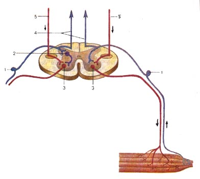 анатомия спинного мозга - student2.ru