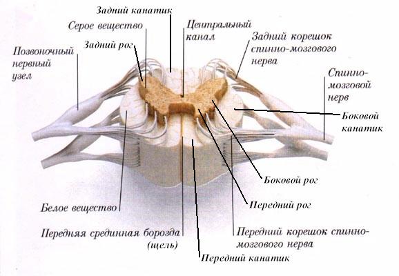 анатомия спинного мозга - student2.ru