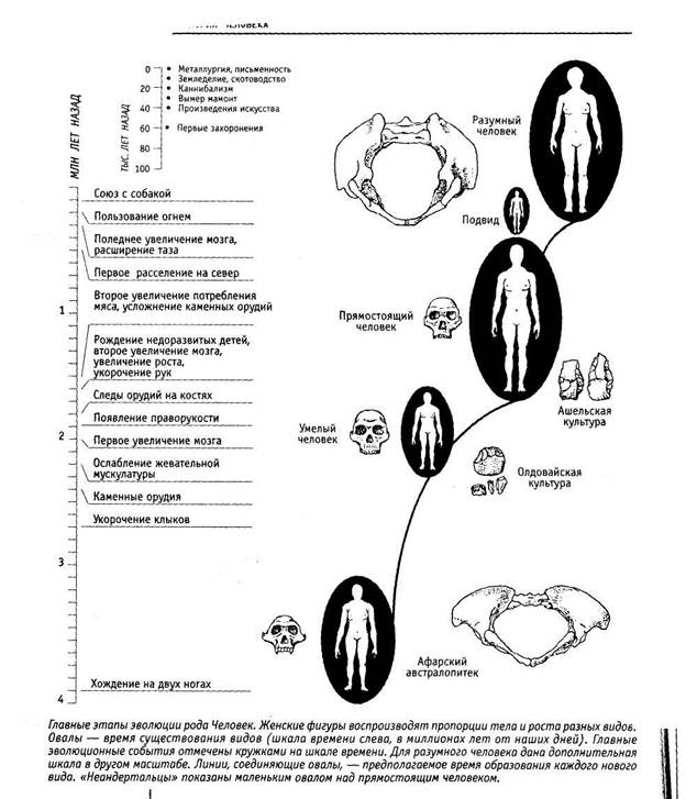 Австралопитеки пошли своим путем - student2.ru