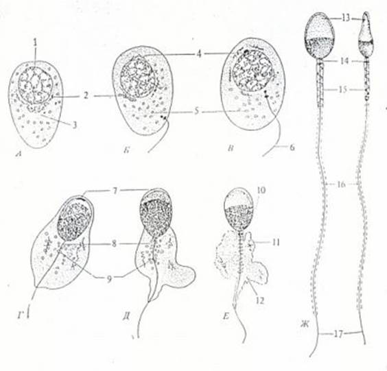 Б) Стадии сперматогенеза - student2.ru