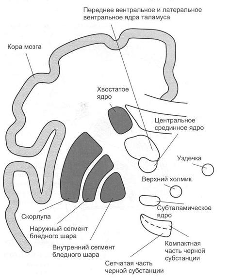 Базальные ганглии. Морфофункциональная организация. Функции - student2.ru