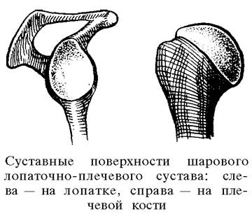 Богатство подвижности органов движения человека - student2.ru