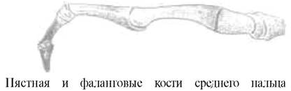 Богатство подвижности органов движения человека - student2.ru