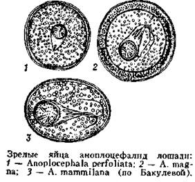 Дипилидиоз (Dipylidiosis) - student2.ru