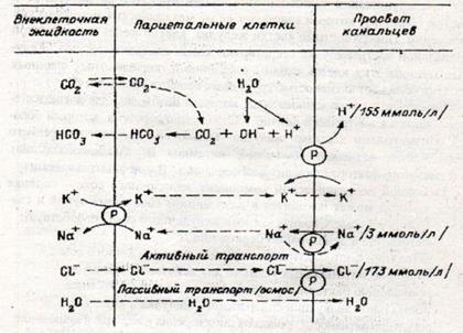 Ферментная система желудочного сока - student2.ru