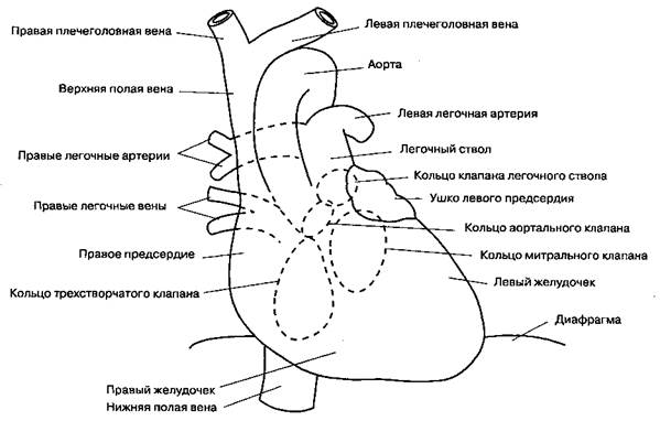 Физикальное обследование - student2.ru