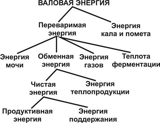 физиологическое значение корма - student2.ru