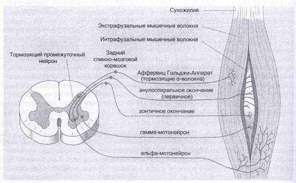 физиология манипуляции - student2.ru