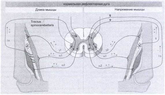 физиология манипуляции - student2.ru