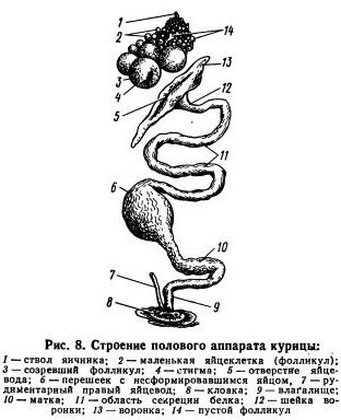 Физиология размножения птиц - student2.ru