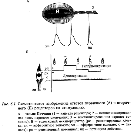 физиология сенсорных систем - student2.ru