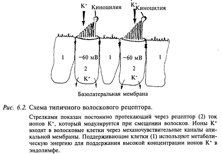 физиология сенсорных систем - student2.ru