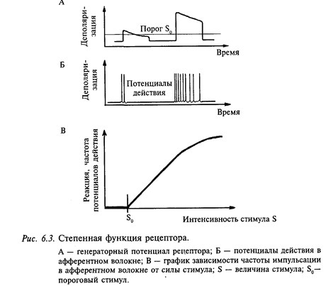 физиология сенсорных систем - student2.ru