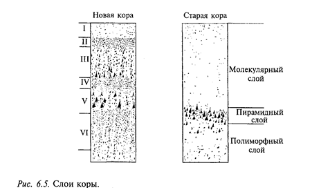 физиология сенсорных систем - student2.ru