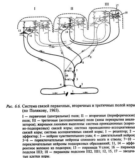 физиология сенсорных систем - student2.ru