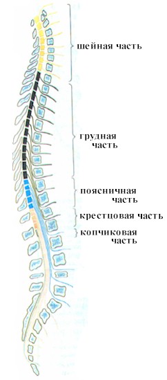 физиология спинного мозга - student2.ru