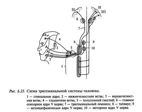 физиология тройничного нерва - student2.ru