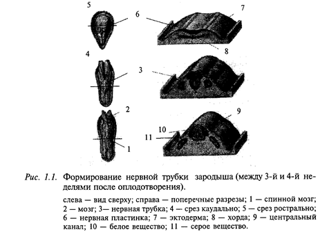 формирование мозга от момента оплодотворения до рождения - student2.ru