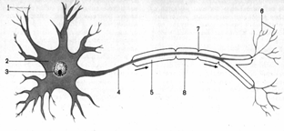 Функции нервной системы - student2.ru