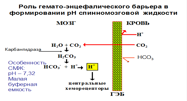 Функциональная схема формирования слова, фонемы - student2.ru