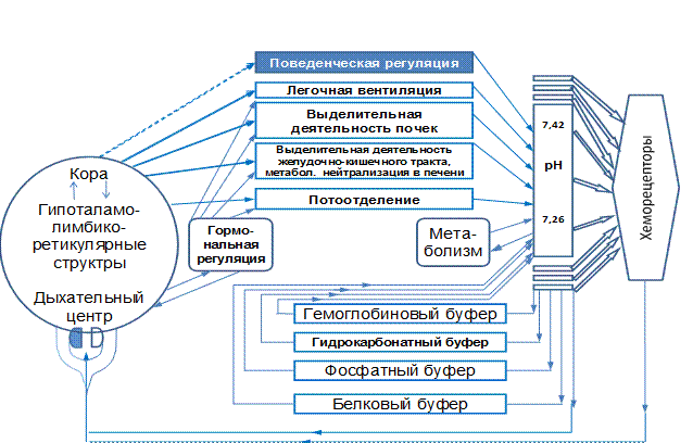 Функциональная схема формирования слова, фонемы - student2.ru