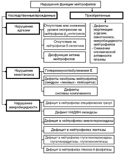 Функциональные дефекты лейкоцитов - student2.ru