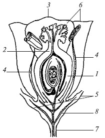 Генеративные органы растений - student2.ru