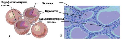 Гипергликемическая некетоацидотическая (гиперсмолярная) кома - student2.ru