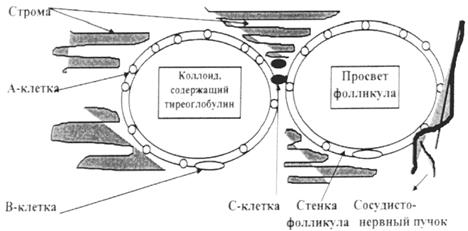 Гипергликемическая некетоацидотическая (гиперсмолярная) кома - student2.ru