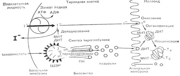 Гипергликемическая некетоацидотическая (гиперсмолярная) кома - student2.ru