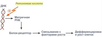 Гиповитаминозы очень распространены - student2.ru