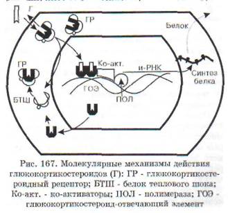 глава 19 патофизиология эндокринной системы - student2.ru