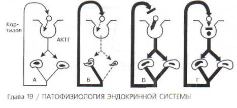 глава 19 патофизиология эндокринной системы - student2.ru