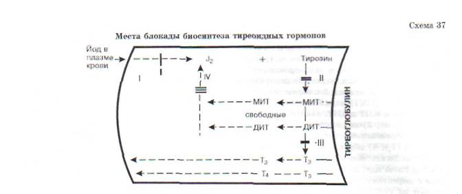 глава 19 патофизиология эндокринной системы - student2.ru