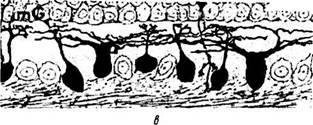 Глава 3. СТРОЕНИЕ ГЛАЗНОГО ЯБЛОКА. и НШ. Клетка HI отличается от остальных длинными мощными дендритами - student2.ru