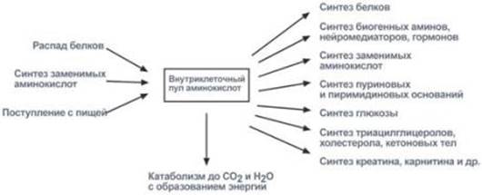 Глутатионовая система транспорта - student2.ru