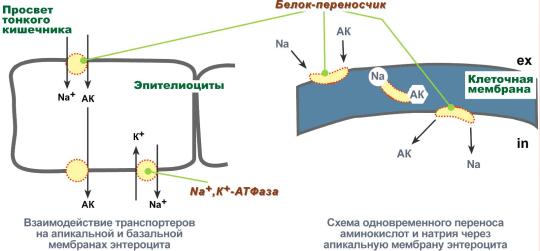 Глутатионовая система транспорта - student2.ru