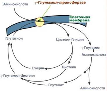 Глутатионовая система транспорта - student2.ru