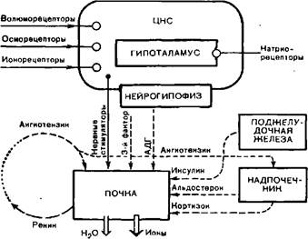 гомеостатическая функция почек - student2.ru