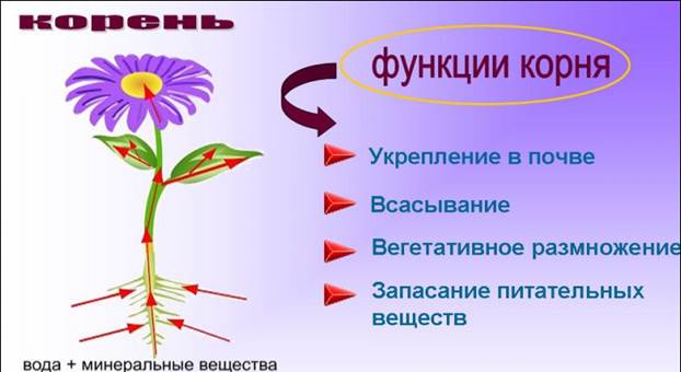 I. Первичное анатомическое строение корня. - student2.ru