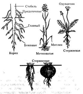 I. Первичное анатомическое строение корня. - student2.ru