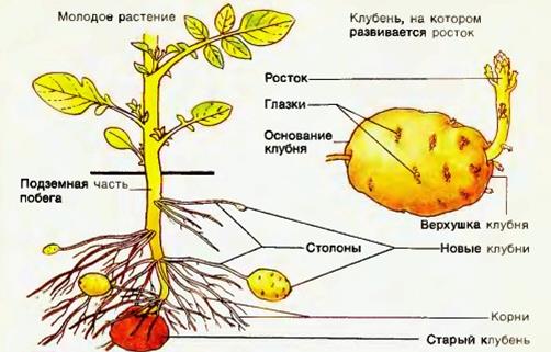 Анатомическое строение корневищ двудольных растений - student2.ru