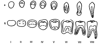 И прорезывания зубов с ростом челюстей в процессе формирования зубочелюстной системы - student2.ru